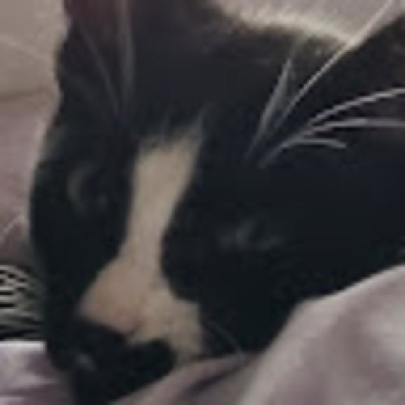 Meet your Posher, Nevaeh - Picture 1 of 1